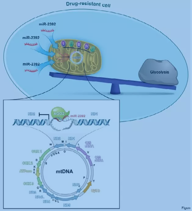 QQ 截圖 20191204135430