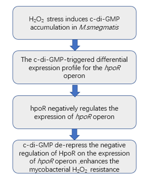 原核轉(zhuǎn)錄組測序研究思路