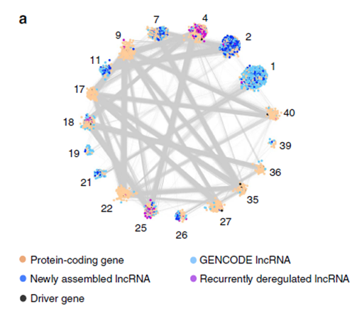 案例一全轉(zhuǎn)錄組測(cè)序研究結(jié)果