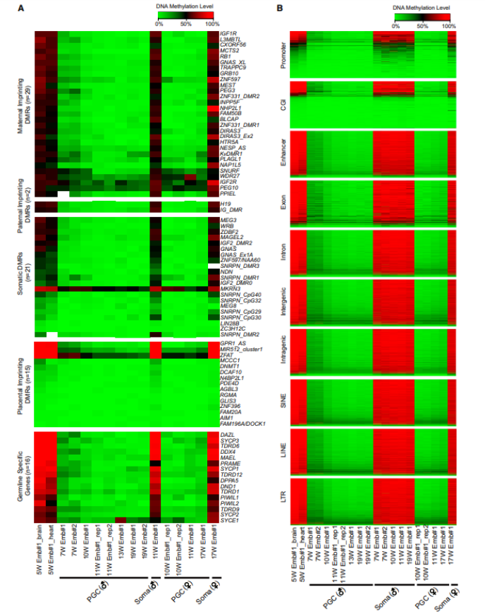 不同功能區(qū)域在不同時期的甲基化程度變化很大