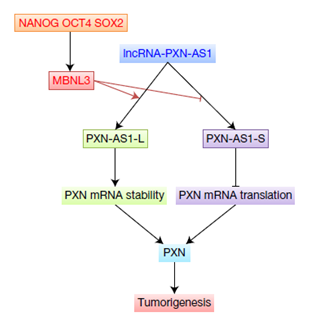 案例二全轉(zhuǎn)錄組測(cè)序研究結(jié)果