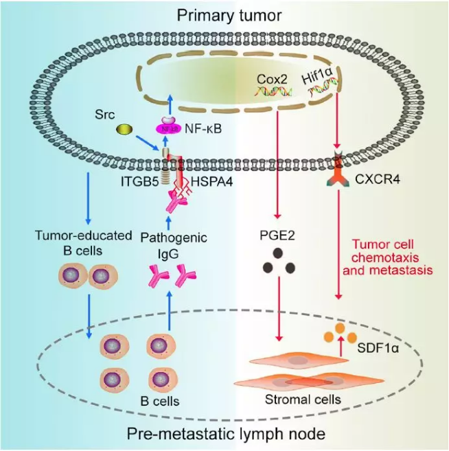  單細(xì)胞核測序技術(shù)服務(wù) 