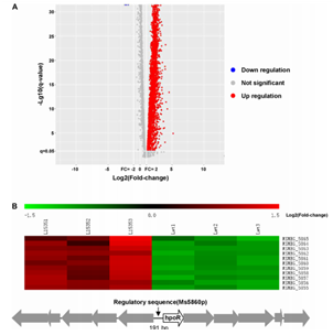 原核轉(zhuǎn)錄組測序研究結(jié)果