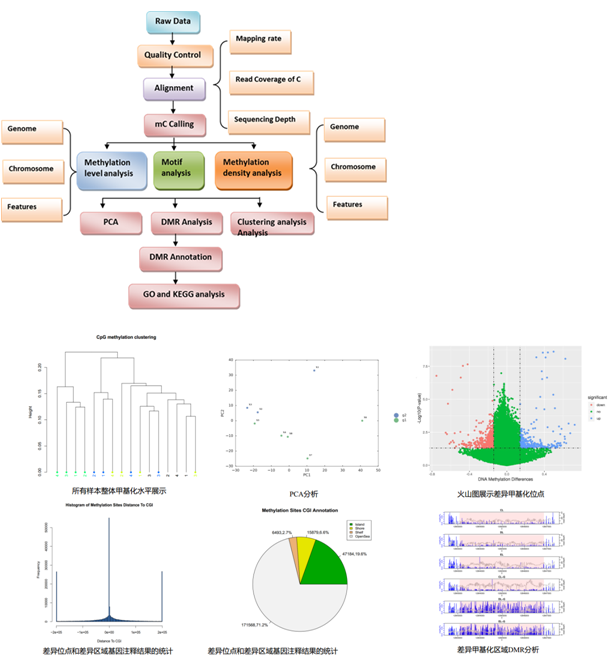 甲基化捕獲測序數(shù)據(jù)分析例圖 1
