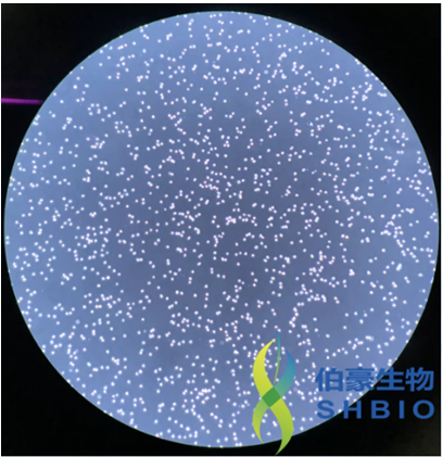 伯豪生物特邀單細胞懸液制備現(xiàn)場鏡檢圖