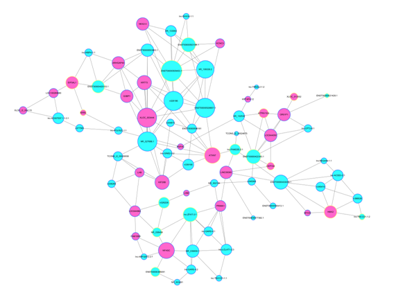 通過關(guān)鍵 lncRNA 的共表達 mRNA 預(yù)測出其功能
