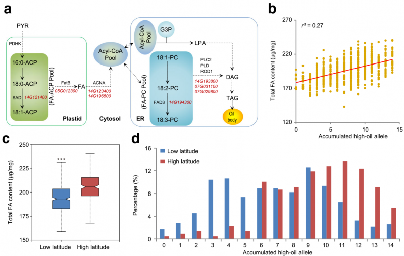 脂肪酸和脂代謝相關的基因