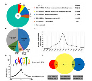 真核轉(zhuǎn)錄組測序案例一研究結(jié)果展示