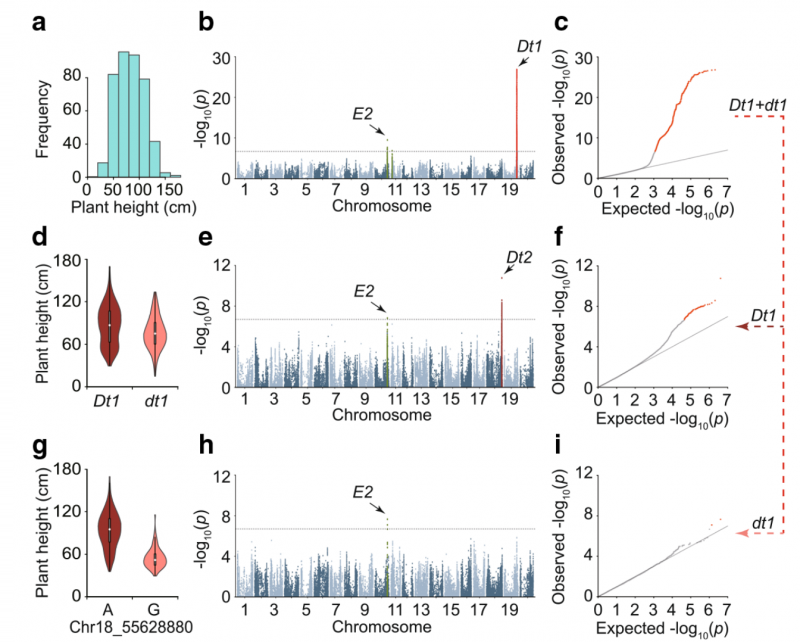 鑒定出 84 個性狀的 245 個顯著性關聯(lián)位點