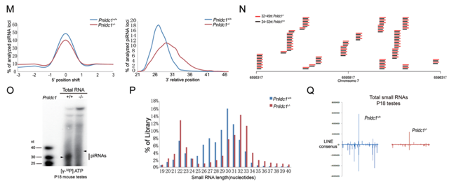 smallRNA 測序案例二配圖