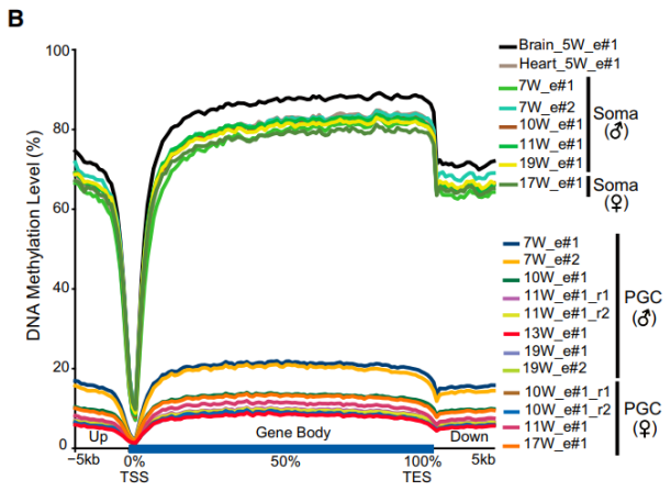單細胞 PGC 甲基化測序程度表達