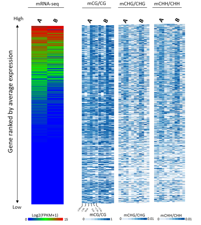DNA 甲基化與 mRNA 表達的聯(lián)合分析