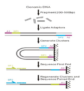 全基因組重測序技術原理圖