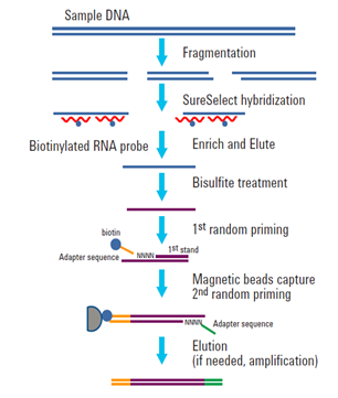 甲基化捕獲測序技術(shù)原理