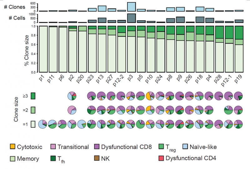 圖 黑色素瘤中 T 細(xì)胞的克隆擴(kuò)增