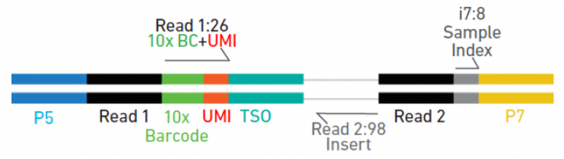 5’gene expression 文庫構(gòu)建單細(xì)胞測(cè)序