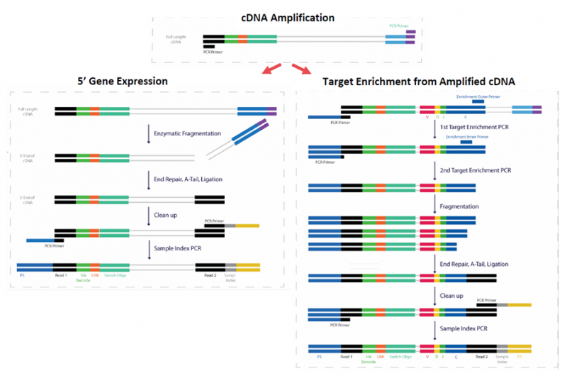 圖 5’mRNA 與 TCR/BCR 同時(shí)建庫