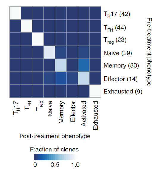 圖 治療前后 T 細(xì)胞的狀態(tài)轉(zhuǎn)換