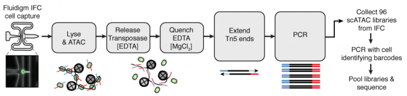單細胞 ATAC 測序實驗流程整合圖