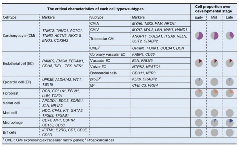 單細(xì)胞 RNA 測序應(yīng)用：器官發(fā)育