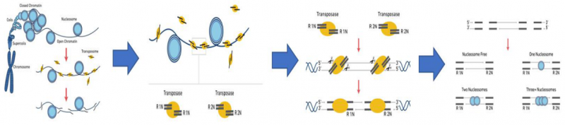 單細胞 ATAC 測序轉座酶切割 DNA 示意圖