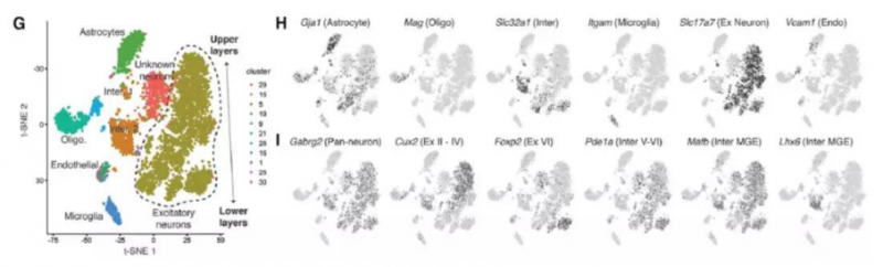 前額葉皮質細胞中染色質可及性的異質性