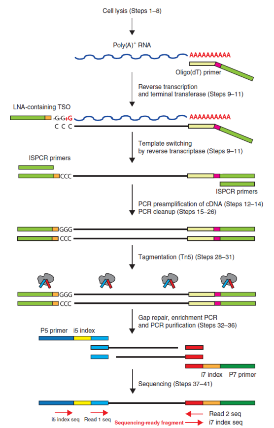 伯豪生物單細胞 RNA 測序服務 SMART-seq2 技術原理