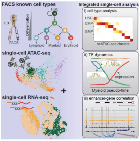 聯(lián)合 scATAC-seq 與 scRNA-seq 研究造血分化