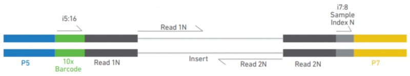 伯豪生物單細胞 ATAC 測序文庫構建流程圖