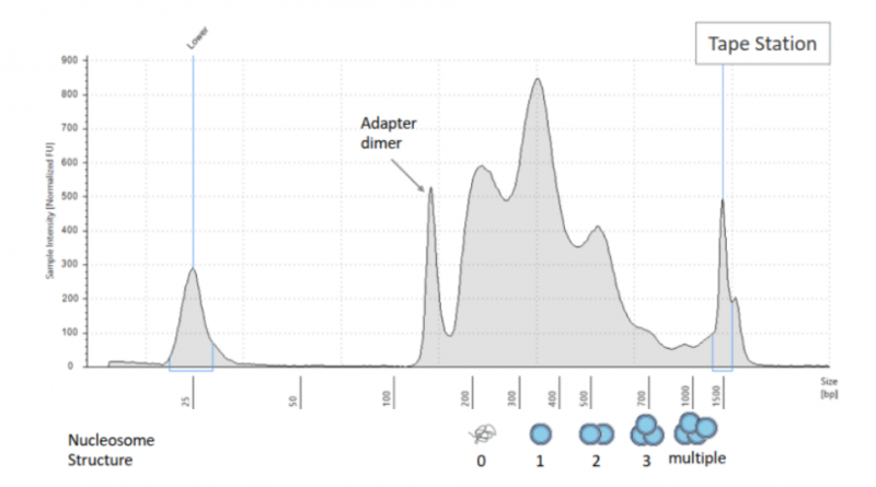 單細胞 ATAC 測序文庫質檢結果圖