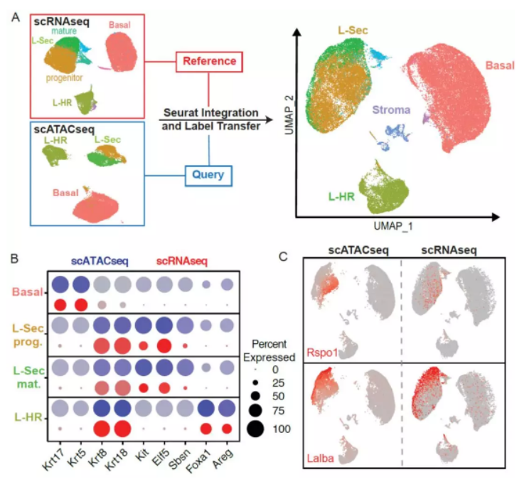 圖 ?scATAC-seq 與 scRNA-seq 整合分析 [4]