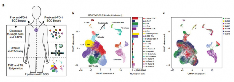 腫瘤細胞的的異質性及 PD- 1 治療前后細胞亞群的改變