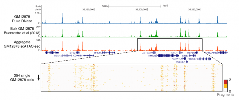 單細胞 ATAC-seq 與常規(guī) ATAC-seq 的一致性圖