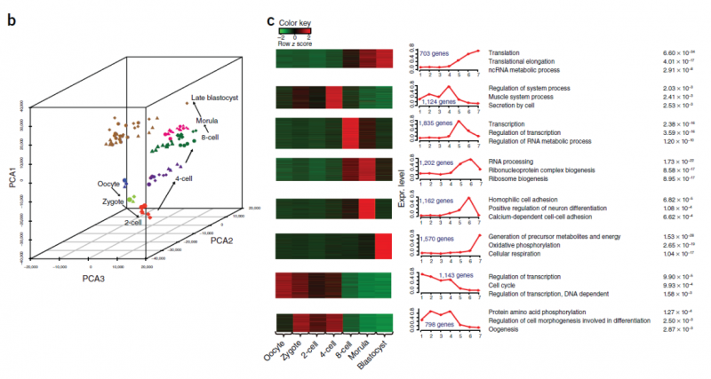 單細(xì)胞 RNA 測序應(yīng)用：早期胚胎的單細(xì)胞測序