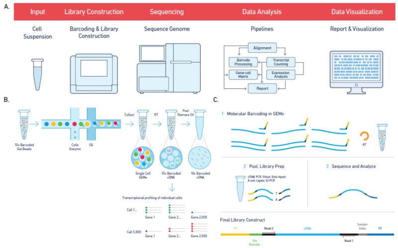 單細胞 RNA 測序 10Xgenomics 技術原理