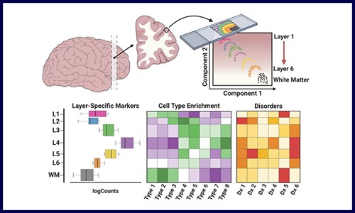 文獻解讀 | 空間轉(zhuǎn)錄組在神經(jīng)科學(xué)應(yīng)用的新思路