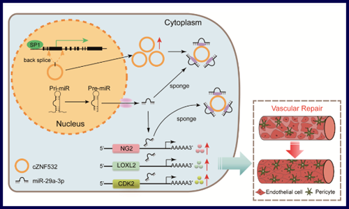 入股不虧！你必須 pick 的 circRNA