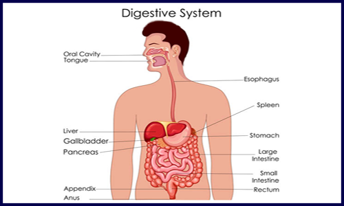 周四有課 | 消化系統(tǒng)疾病多組學(xué)聯(lián)合分析交流會