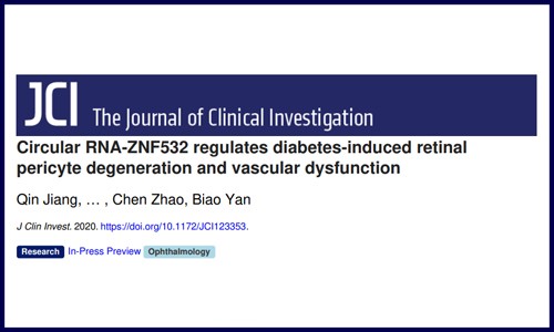 circRNA-ZNF532 調(diào)節(jié)糖尿病引起的視網(wǎng)膜周細胞變性和血管功能障礙
