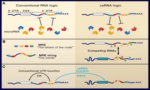 鎖定！ceRNA 研究思路！