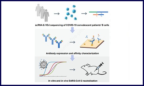 文獻解讀 | 單細胞測序鑒定高親和力新冠抗體
