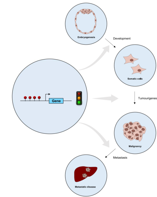 啟動子 DNA 高甲基化促進基因轉(zhuǎn)錄案例圖