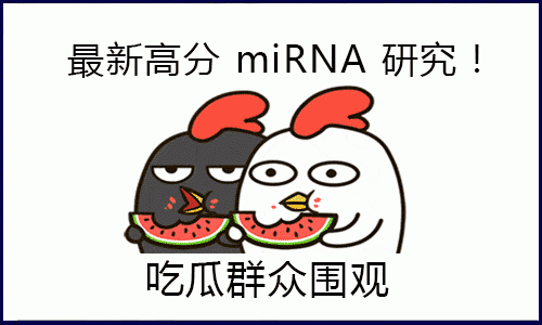 “吃瓜”一線，圍觀高分 miRNA 研究！