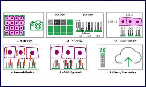 炙“熱”一夏，伯豪生物空間轉(zhuǎn)錄組測序服務，你 Pick 了嗎？