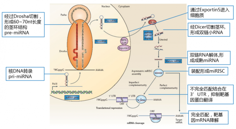 microRNA 的生成及作用機制