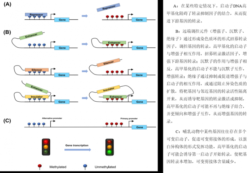 啟動子 DNA 甲基化誘導基因表達潛在機制