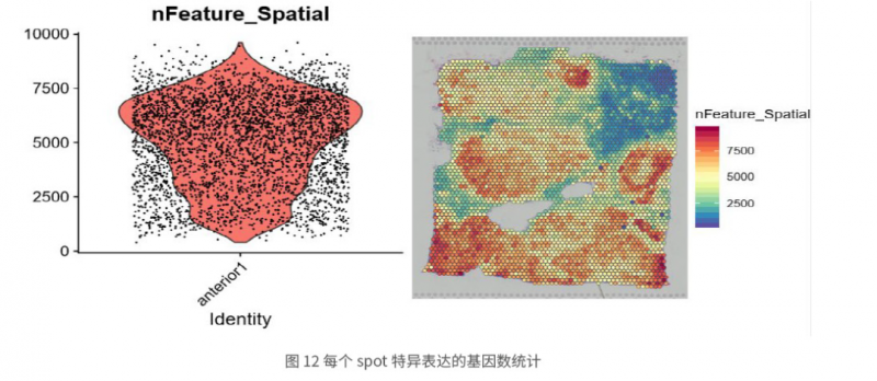 伯豪生物空間轉(zhuǎn)錄組測序結(jié)果