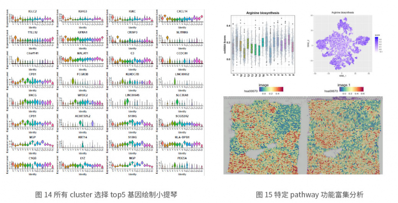 伯豪生物空間轉(zhuǎn)錄組測序生信分析