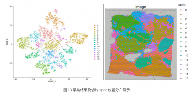 伯豪生物空間轉(zhuǎn)錄組測序分析