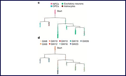 伯豪生物 Ι 單細胞技術(shù)應用——神經(jīng)生物學與發(fā)育